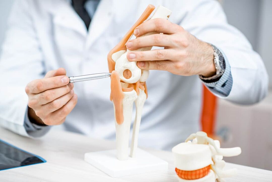 A model of the knee joint that allows you to appreciate its structure